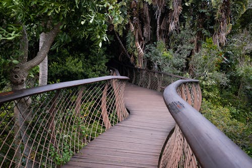 walkway at Kirstenbosch botanical gardens