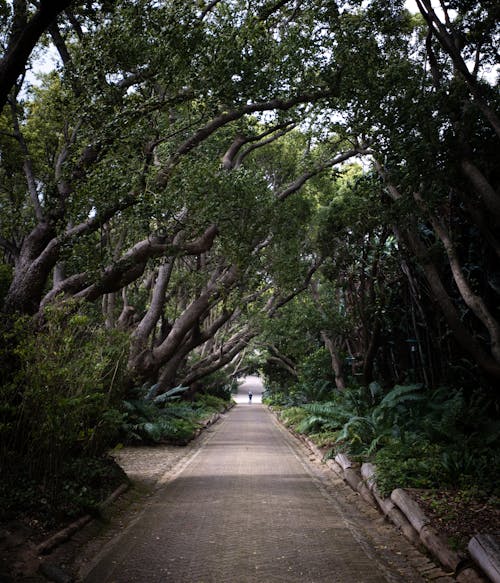 Narrow Concrete Pathway Between Green Trees