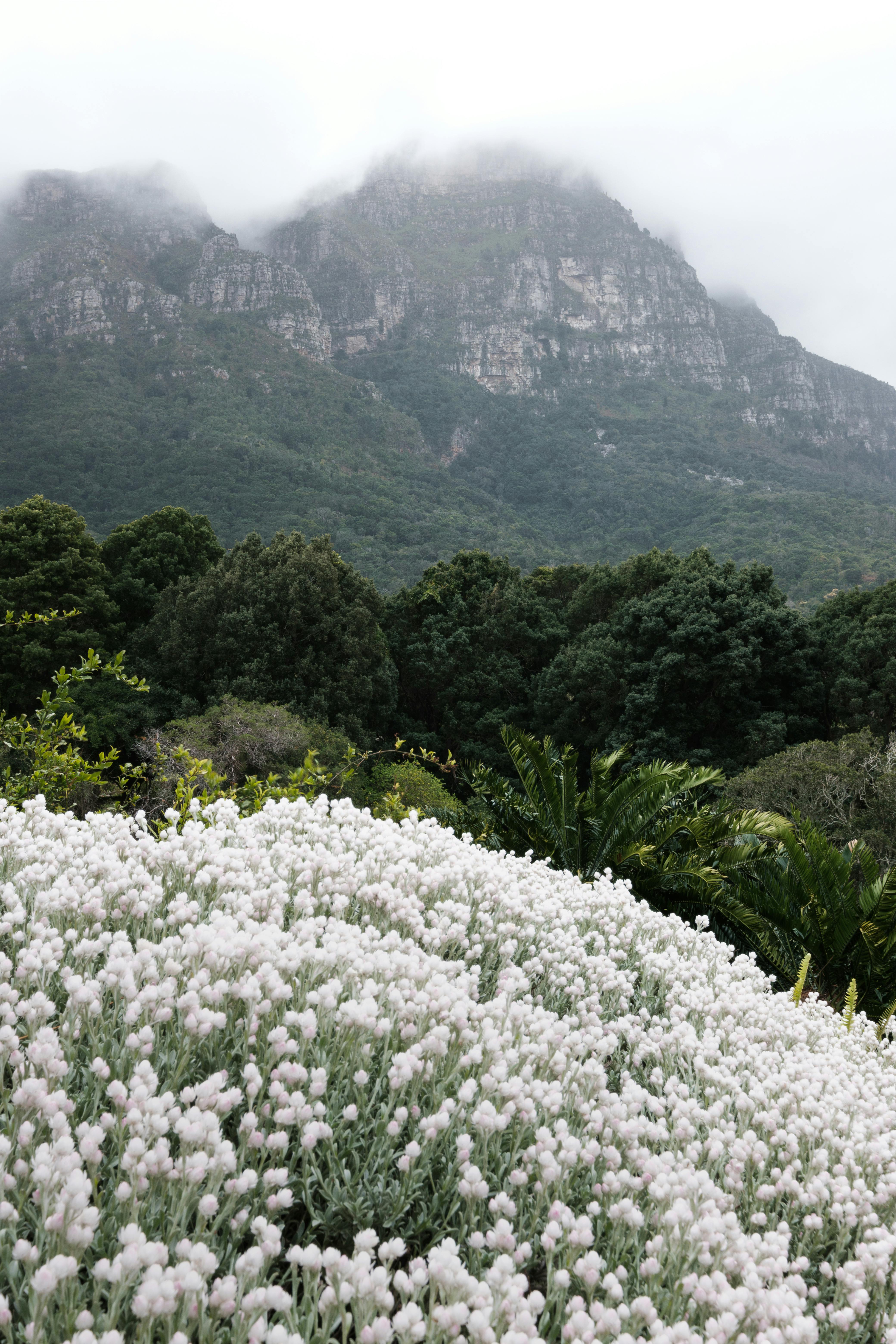 White Flower Field Near the Rock Mountains · Free Stock Photo