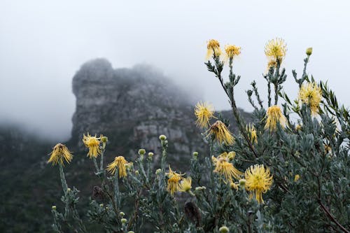 View of Yellow Flowers and a Mountain in the Background in the Kirstenbosch National Botanical Garden in Cape Town, South Africa