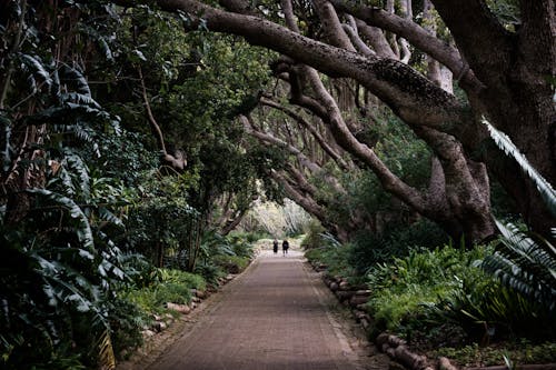 Alley in Park in Summer