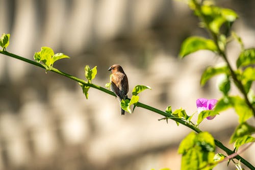 Kostenloses Stock Foto zu brauner vogel, gehockt, schuppige-breasted munia