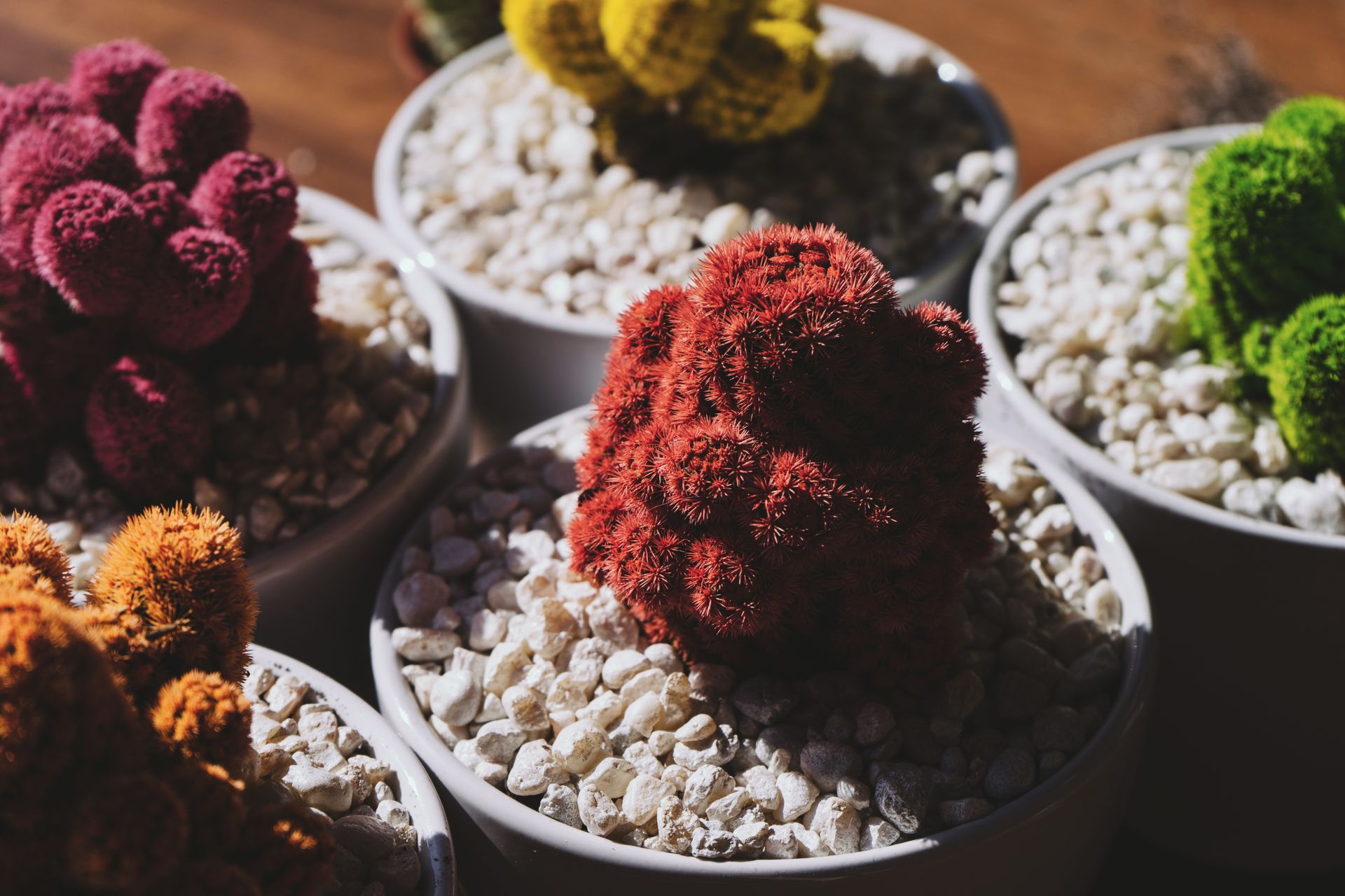 Vibrant cacti in decorative pots on pebbles, showcasing a beautiful array of colors.