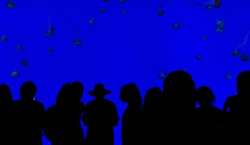 Безкоштовне стокове фото на тему «акваріум, блакитний фон, група» стокове фото