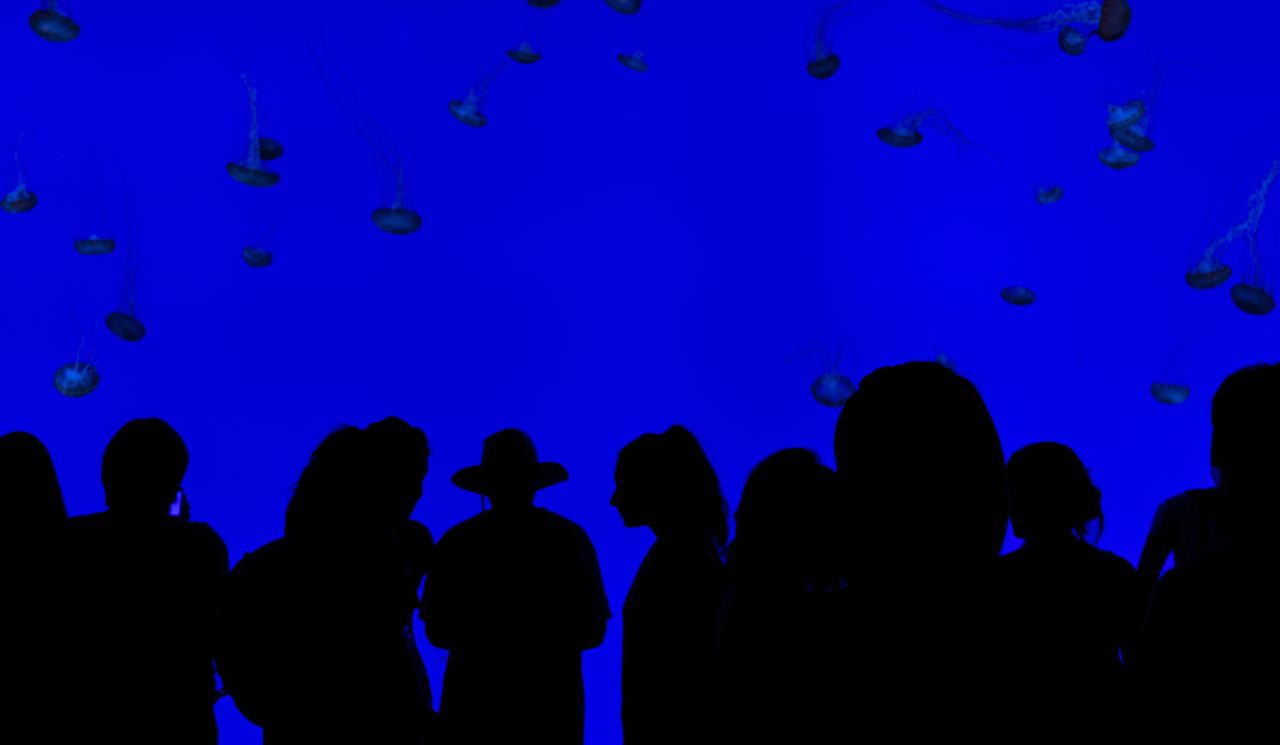 crowd of silhouettes watching jellyfish in a vibrant blue aquarium exh