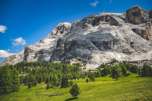 Foto profissional grátis de área, árvores, campina