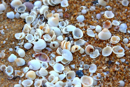 無料 褐色土壌に白い殻がたくさん 写真素材