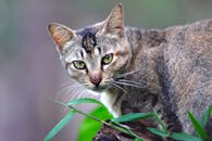 特写镜头中，一只斑猫聚精会神地注视着四周的绿色植物