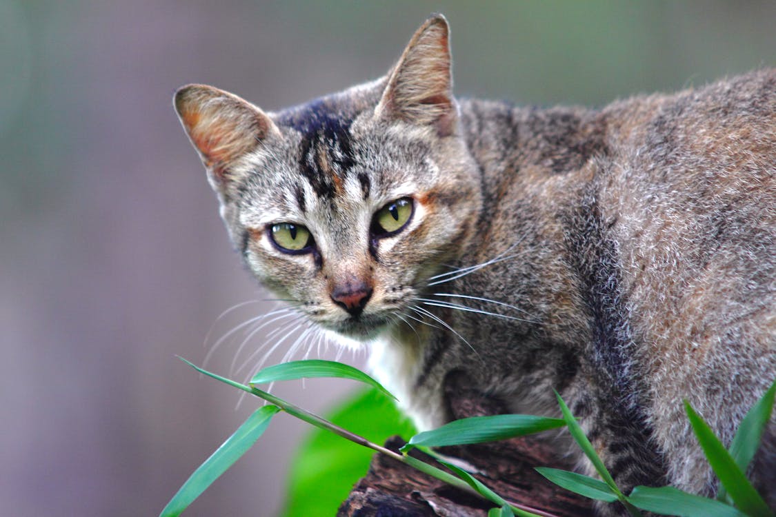 Bruine Kat Met Korte Vacht Op Bruin Hout In De Buurt Van Groen Gras Fotografie Met Selectieve Aandacht