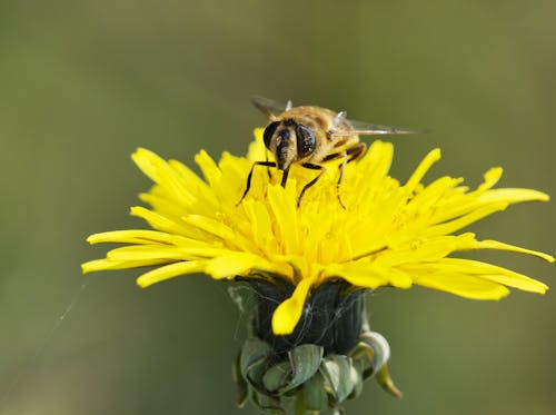 Imagine de stoc gratuită din a închide, albina de miere occidentală, floare galbenă