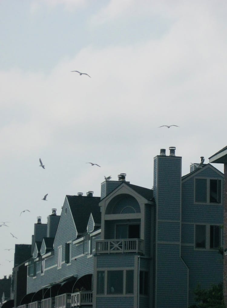 Birds Flying Over A House