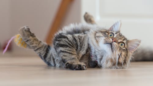 Free Close-up Photo of Furry Cat lying on the Floor  Stock Photo