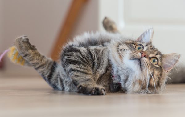 How to play with your cat without getting bitten
