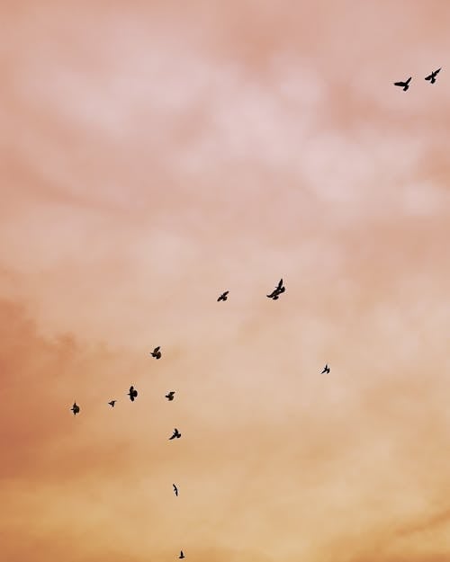 คลังภาพถ่ายฟรี ของ ซิลูเอตต์, ท้องฟ้าสีชมพู, นกบิน
