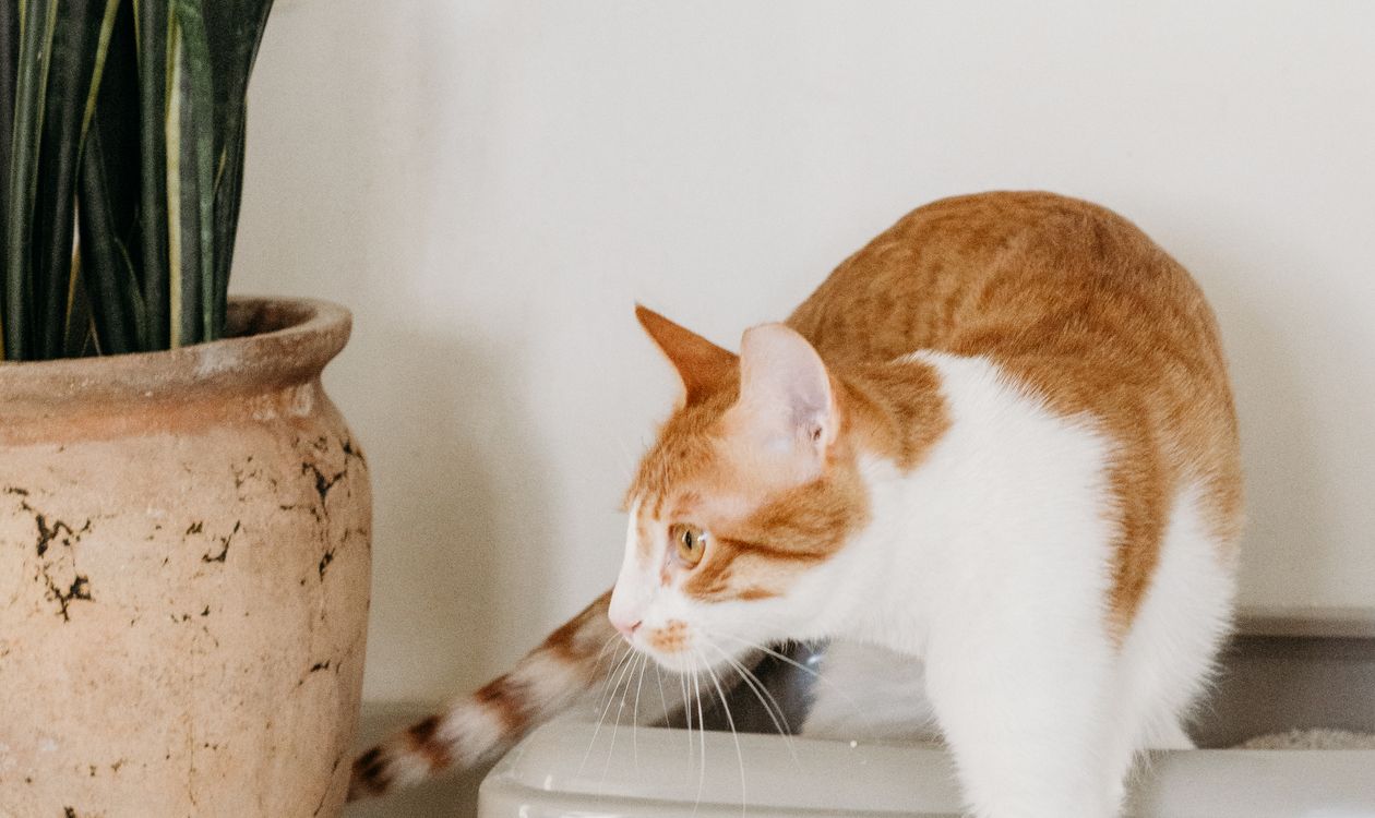 Kedi Kumu Kokusu Nasıl Giderilir? Kum Kabı ve İdrar Kokusu Rehberi