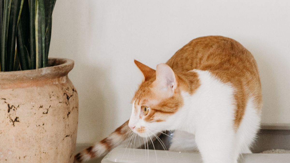Katzenklo aus Edelstahl: Größe, Hygiene und Kaufkriterien im Vergleich