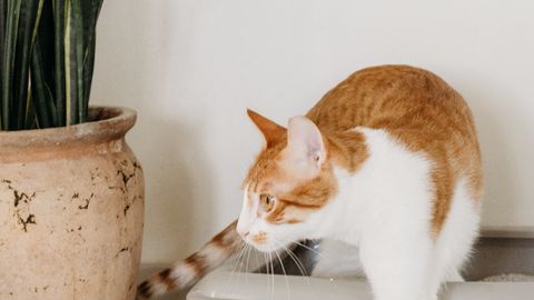 Gato estreñido: síntomas, causas y cuándo ir al veterinario