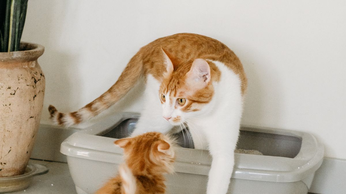 Pea Husk Cat Litter in Canada: Ingredients, Costs and a Sensible Switch
