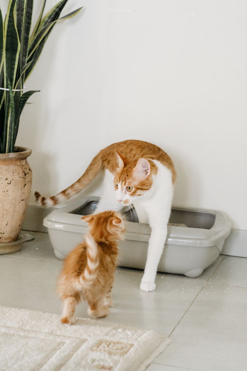 Limpieza de la zona del gato en Anlú