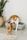 cat litter box
