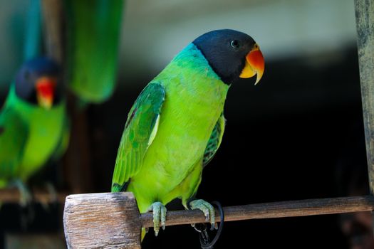 Close Up Photo of Green Bird