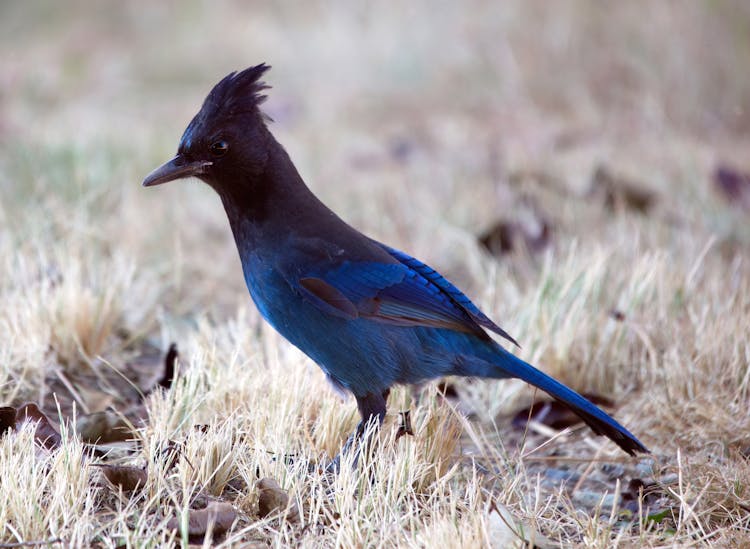 Blue Bird In Close Up Photography