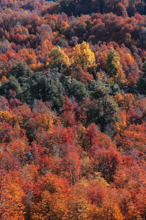 Autumn Trees in the Forest