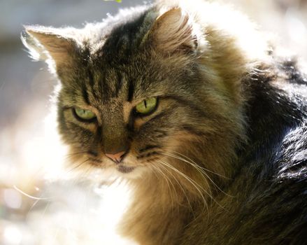 Close-up shot of a fluffy domestic cat with green eyes in soft sunlight.