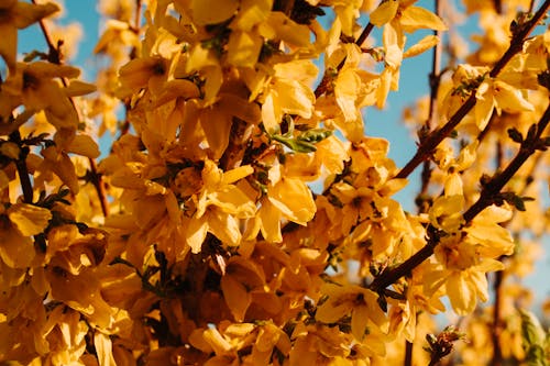 Безкоштовне стокове фото на тему «forsythia koreana, впритул, жовті квіти»