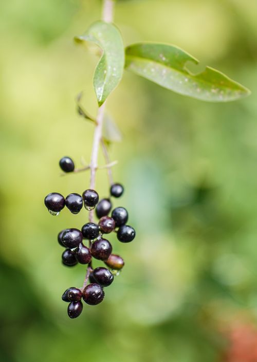 Free Detailed view of black berries hanging from a stem, on a vibrant green background in Ølsted, Denmark. Stock Photo