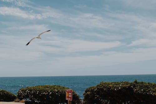 Kaliforniya, kuş, manzara içeren Ücretsiz stok fotoğraf