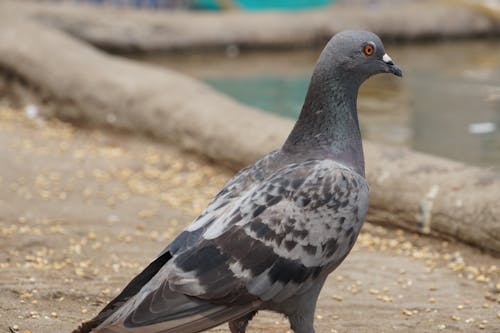 Close Up Shot of a Pigeon