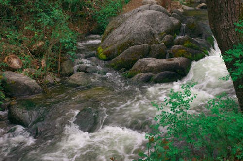 Ingyenes stockfotó aljnövényzet, fehér víz, lithia park témában