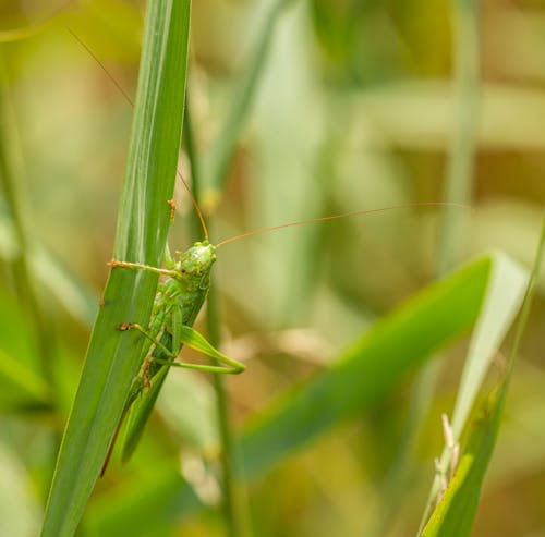 Gratis Foto stok gratis belalang, daun hijau, fokus selektif Foto Stok