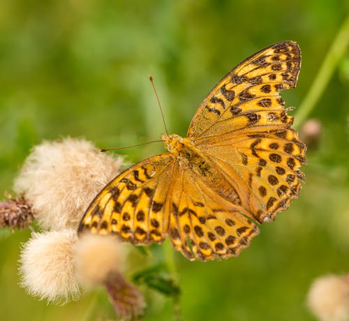 Kostnadsfri bild av hög brun fritillary, insekt, insektsfotografering