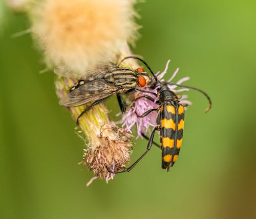 Insects Sitting on a Flower