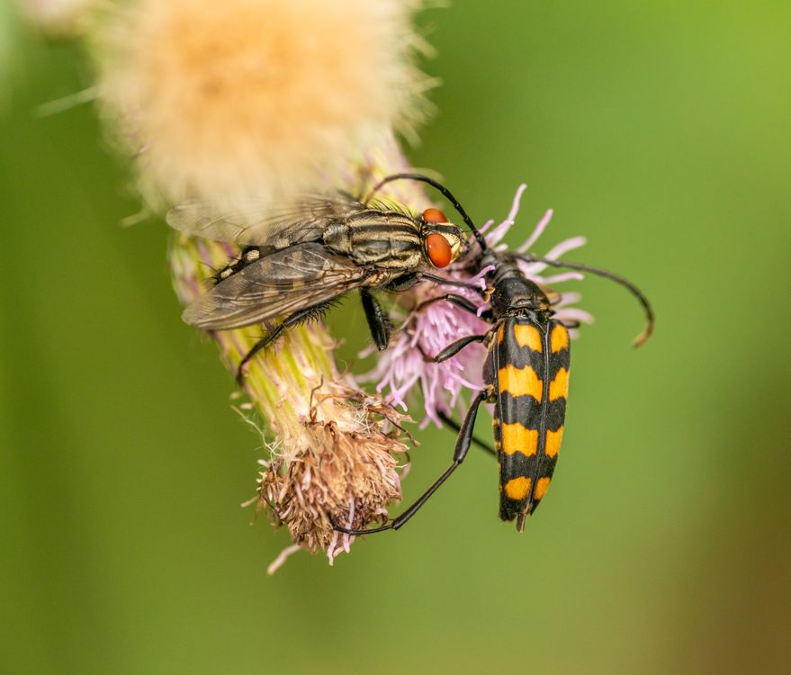 Insects Sitting on a Flower · Free Stock Photo