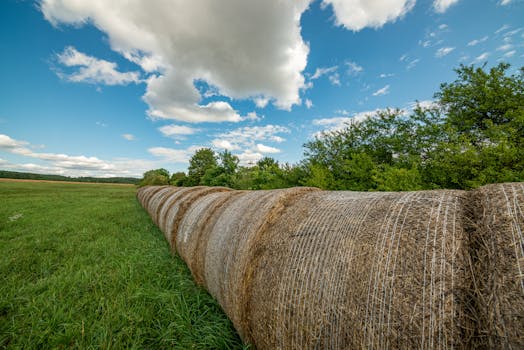 Idyllic rural landscape with hay bales under a blue sky, showcasing nature's beauty.