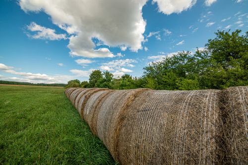 Free Idyllic rural landscape with hay bales under a blue sky, showcasing nature's beauty. Stock Photo