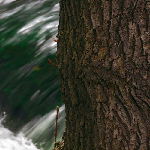 Tree bark and water