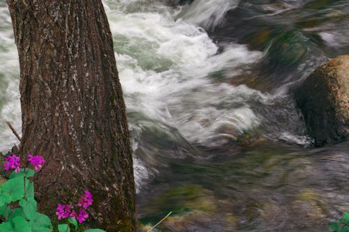 Tree and creek