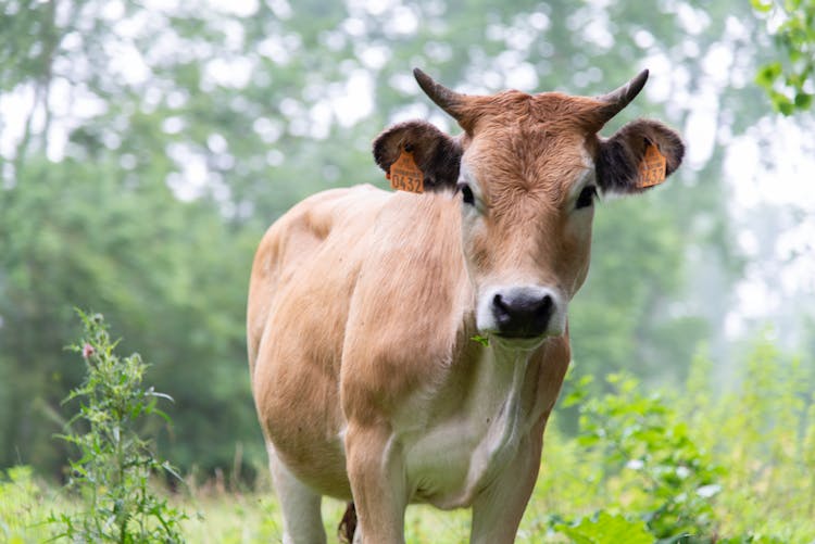 A Cattle With Ear Tags