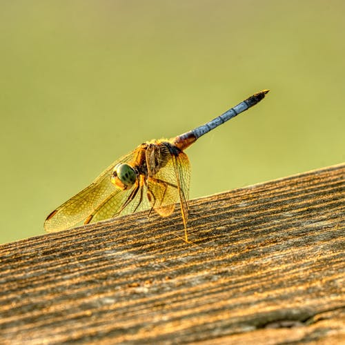 Foto d'estoc gratuïta de anisoptera, format quadrat, insecte