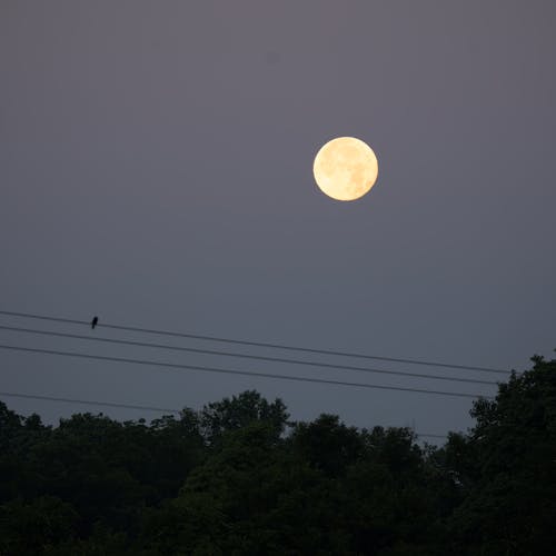 Kostnadsfri bild av elledningar, fullmåne, månfotografering