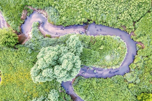 Aerial View of a Creek in the Forest