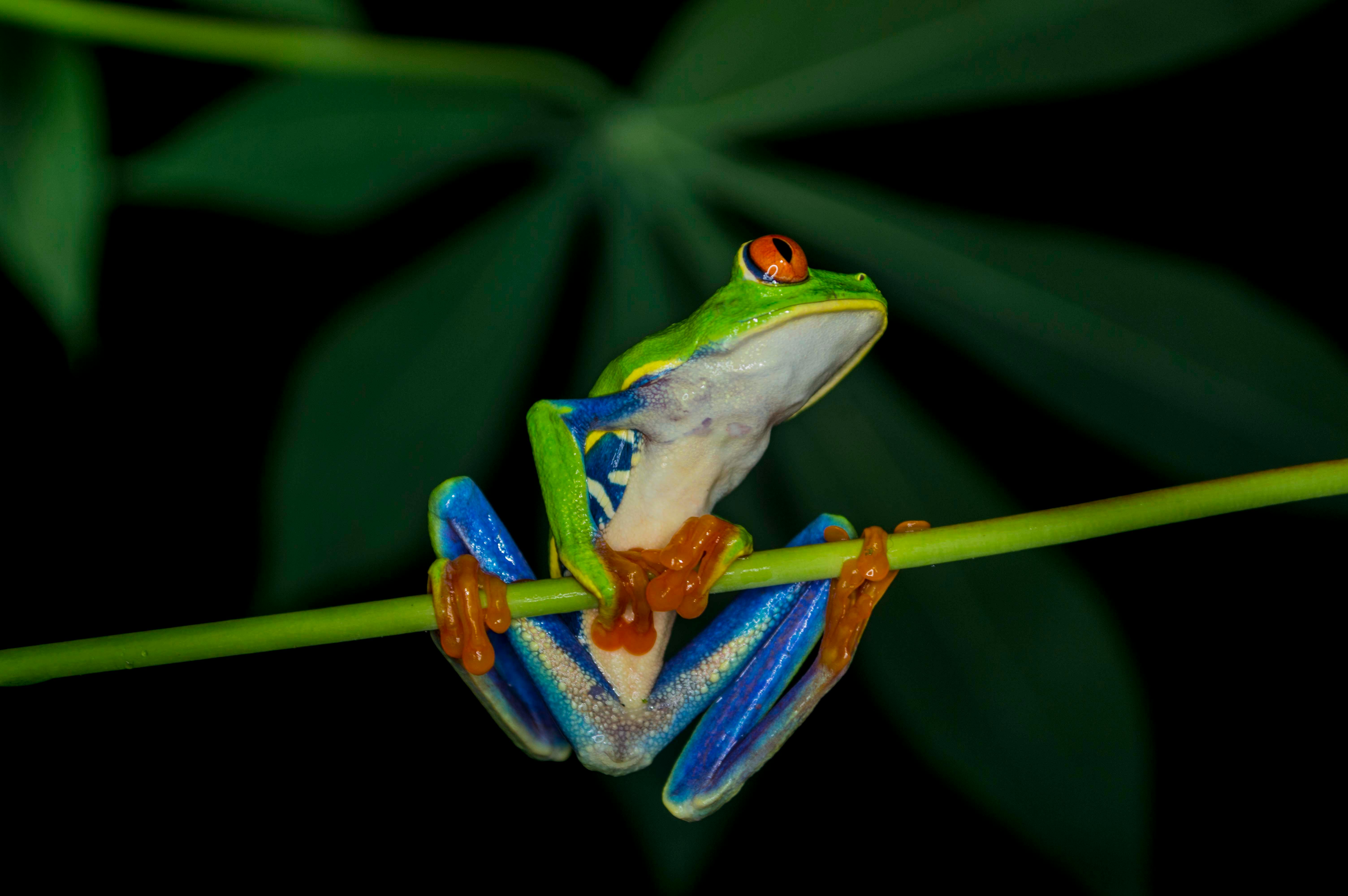 Free stock photo of amphibian, animal, costarica