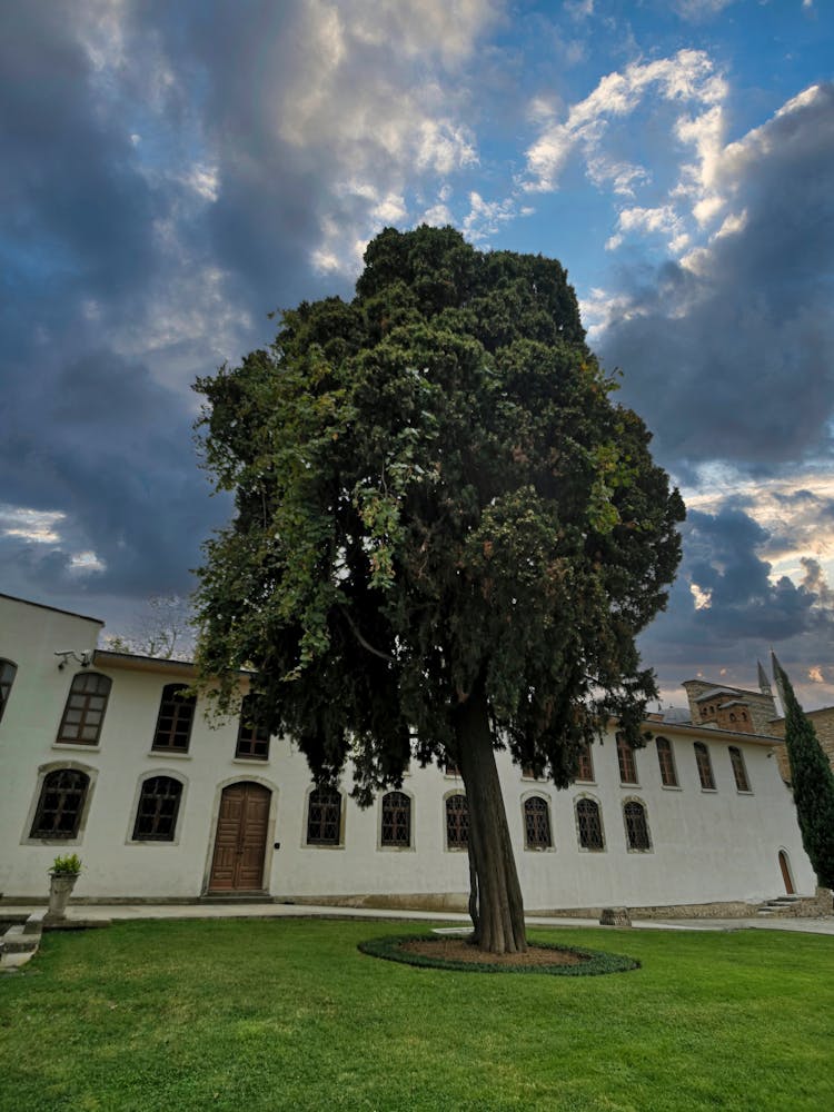 Single Tree Near Building