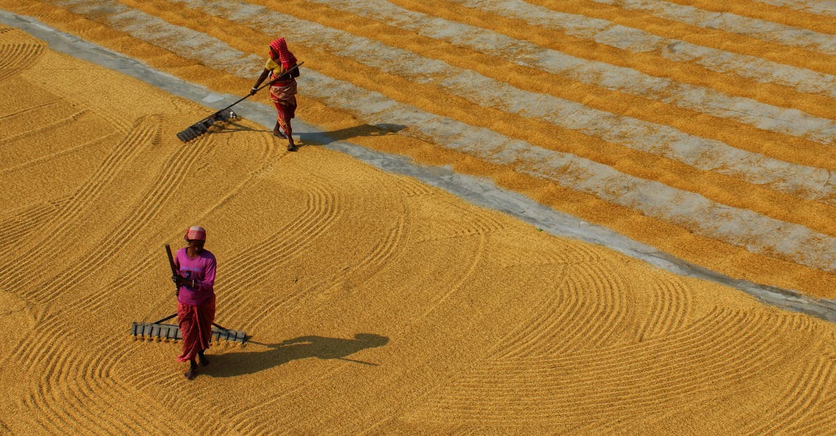 Women Plowing the Grains Using Rake · Free Stock Photo
