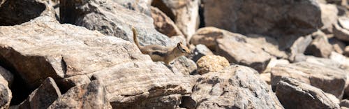 Free stock photo of animal, chipmunk, colorado