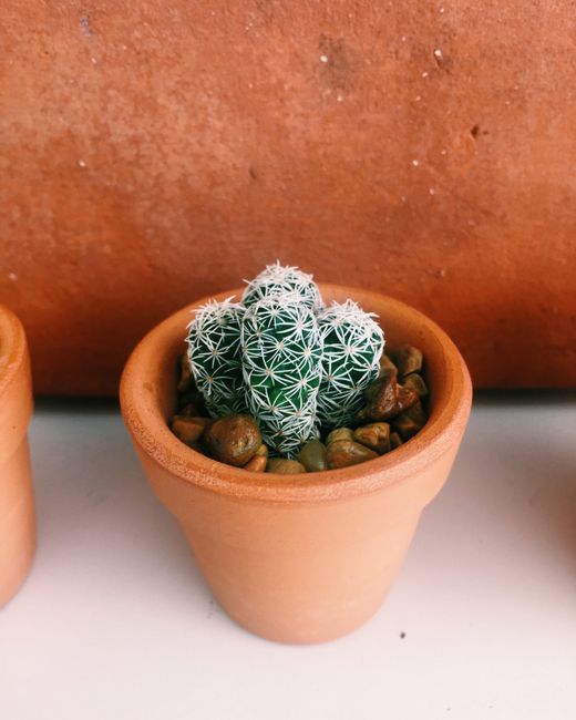 Detailed view of a small cactus in a terracotta pot with pebbles, perfect for indoor decoration.